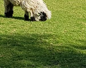 Unterkunft 100125 - Ferienhaus Tjeukemeer - Vakantiehuis in Echtenerbrug