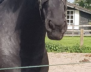 Unterkunft 100125 - Ferienhaus Tjeukemeer - Vakantiehuis in Echtenerbrug