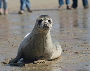 Verblijf 100301 - Vakantie appartement Terschelling - Appartementenhotel Tjermelân Terschelling