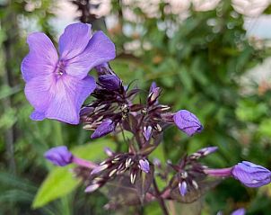 Guest house 120718 - Holiday property Sneekermeer - Vakantiehuisje in Offingawier