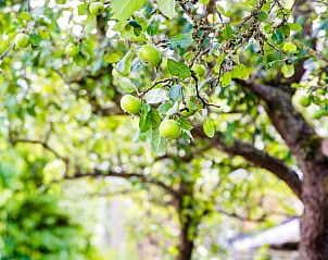 Fruitbomen in de tuin van Huisje in Akkrum, vakantiehuis bij Sneekermeer, Friese meren, voor een natuurlijke sfeer.