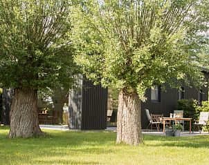 Twee grote bomen bij Vakantiehuis in Akkrum, een rustgevende locatie aan Sneekermeer.