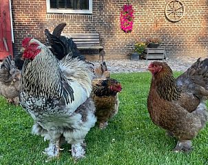 Unterkunft 130307 - Ferienhaus Bergumermeer - Huisje in Sumar