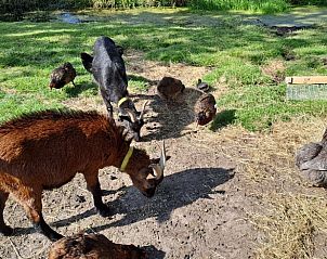 Guest house 140125 - Holiday property Princehof/Alde feanen - Huisje in Eernewoude