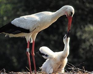 Guest house 140125 - Holiday property Princehof/Alde feanen - Huisje in Eernewoude