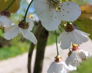 Guest house 140347 - Holiday property Princehof/Alde feanen - Huisje in De Veenhoop