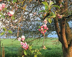 Bloeiende appelboom in de tuin van Vakantiehuis in Grou, Grouw, met landelijke achtergrond, Friese meren.