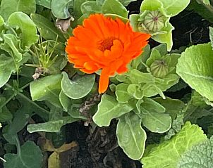 Heldere oranje bloem in de tuin van Vakantiehuis in Grou, Grouw, met groene bladeren, nabij Pikmeer.