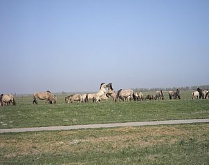 Guest house 1605102 - Holiday property Lauwersmeer - Vakantiehuis 117 Haus Fee