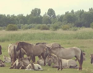 Guest house 1605112 - Holiday property Lauwersmeer - Vakantiehuis 185 Leonie