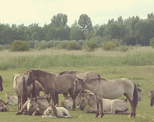Guest house 1605120 - Holiday property Lauwersmeer - Vakantiehuis 177 Sonnenschein