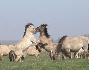 Guest house 160561 - Holiday property Lauwersmeer - Vakantiehuis 168 Lillian