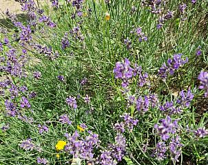 Verblijf 170112 - Vakantiewoning Midden Drenthe - Huisje in Spier
