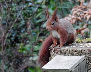 Unterkunft 170113 - Ferienhaus Midden Drenthe - DG1852