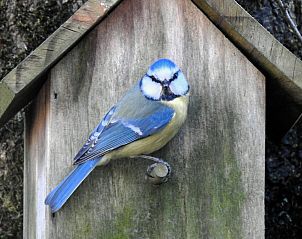 Unterkunft 170113 - Ferienhaus Midden Drenthe - DG1852