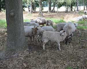 Unterkunft 170113 - Ferienhaus Midden Drenthe - DG1852