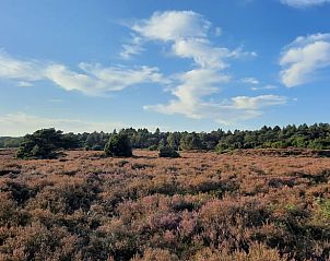 Prachtige heidevelden rondom Huisje in Spier, Midden Drenthe.