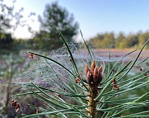 Natuurlijke schoonheid rondom Vakantiehuis in Spier met spinnenwebben en groen in Midden Drenthe.