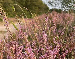Bloeiende heide rondom Vakantiehuis in Spier, een natuurparadijs in Midden Drenthe.