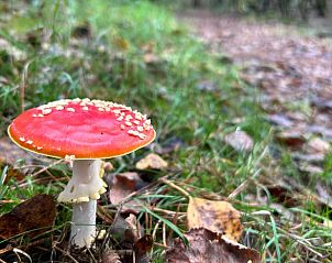 Kleurrijke paddenstoel in de natuur rondom Vakantiehuis in Spier, een herfstig tafereel in Midden Drenthe.