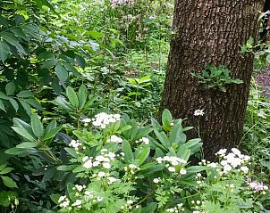 Guest house 170305 - Holiday property Midden Drenthe - Huisje in Hoogersmilde