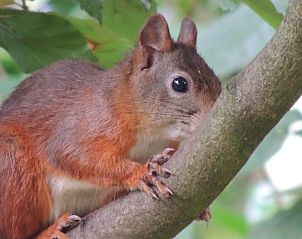 Guest house 170305 - Holiday property Midden Drenthe - Huisje in Hoogersmilde