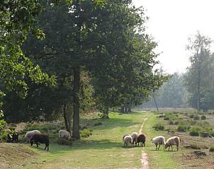 Guest house 170420 - Holiday property Midden Drenthe - Vakantiehuis in Schoonloo