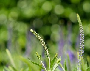 Guest house 170420 - Holiday property Midden Drenthe - Vakantiehuis in Schoonloo