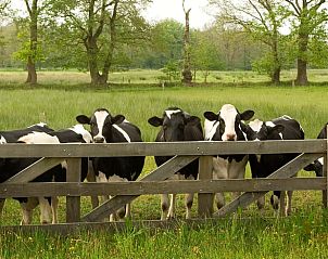 Guest house 170425 - Holiday property Midden Drenthe - Huisje in Schoonloo