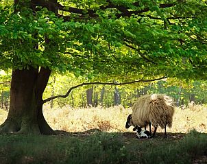 Guest house 170425 - Holiday property Midden Drenthe - Huisje in Schoonloo