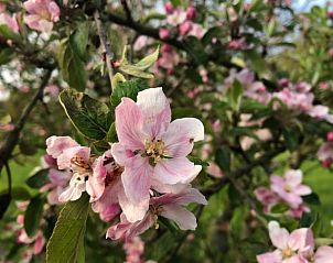 Verblijf 170426 - Vakantiewoning Midden Drenthe - Vakantiehuis in Schoonloo