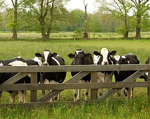 Koeien in een weide nabij Huisje in Schoonloo, een typisch Drents landschap.