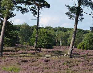 Heathlands surrounding Cottage in Schoonloo, vacation accommodation in Drenthe.