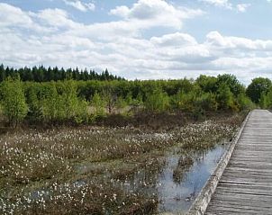 Natuurpad door het moeras nabij Vakantiehuisje in Schoonloo, Drenthe.