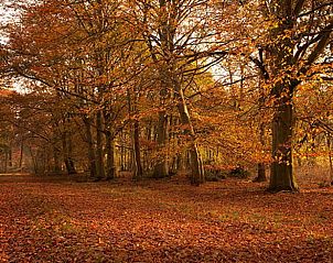 Herfstlandschap in de omgeving van Vakantiehuisje in Schoonloo, Drenthe.