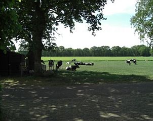 Schne Aussicht auf Wiesen mit grasenden Khen in De Schaapskooi, Drijber, einem ruhigen Urlaubsort in Drenthe.