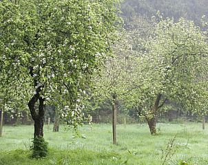 Bloeiende fruitbomen in de tuin van Huisje in Rolde, een serene vakantiewoning in Midden Drenthe, Drenthe.