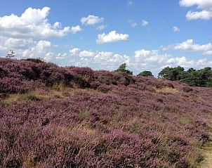 Prachtige heidevelden in de omgeving van Huisje in Rolde, ideaal voor natuurliefhebbers in Midden Drenthe, Drenthe.