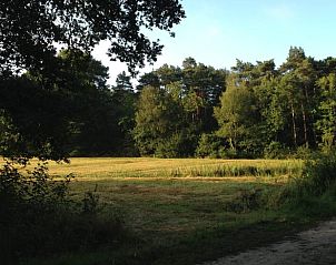 Zonnige open plek in het bos bij Huisje in Rolde, een rustige vakantiebestemming in Midden Drenthe, Drenthe.