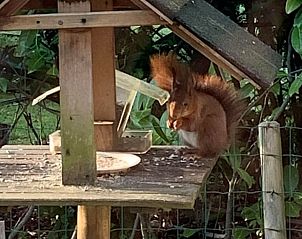 Eekhoorn in de tuin van Vakantiehuisje in Gasselte, Drenthe voor natuurliefhebbers.