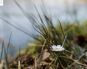 Guest house 172006 - Holiday property Midden Drenthe - Huisje in Papenvoort