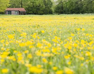 Guest house 172306 - Holiday property Midden Drenthe - Huisje in Anderen