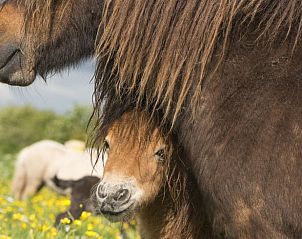 Guest house 172306 - Holiday property Midden Drenthe - Huisje in Anderen