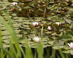 Guest house 172306 - Holiday property Midden Drenthe - Huisje in Anderen