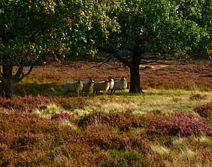 Guest house 172844 - Holiday property Midden Drenthe - Vakantiehuisje in Hooghalen