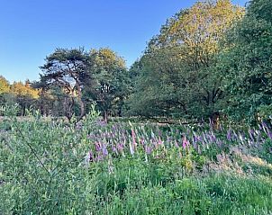 Verken de weelderige natuur rond Vakantiehuis in Mantinge, een natuurlijke vakantiebestemming in Midden Drenthe, Drenthe.
