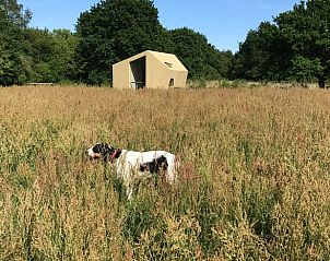 Hond geniet van de natuur bij Vakantiehuisje in Mantinge, Drenthe, perfect voor huisdiervriendelijke vakanties.
