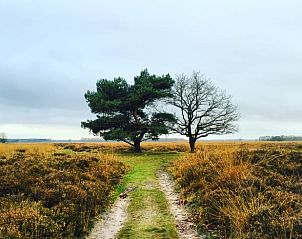 Rustgevend landschap bij Huisje in Mantinge, vakantiehuis in Midden Drenthe, met wandelpaden door heidevelden.