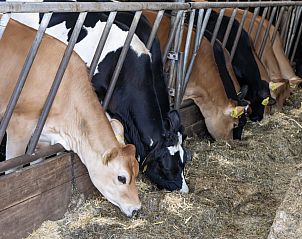 Guest house 173007 - Holiday property Midden Drenthe - DG1811