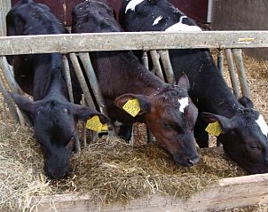 Guest house 173008 - Holiday property Midden Drenthe - Huisje in Eesergroen